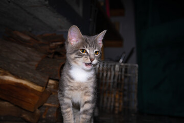 Cute furry tabby kitten Playfull