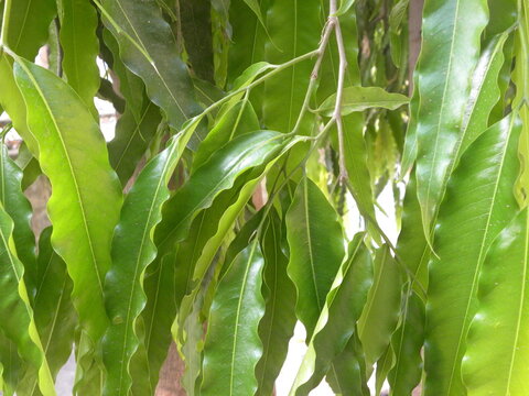 Ashoka or Saraca asoca or Sorrow less or Saraca indica or Ashok tree