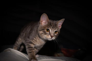 Cute furry tabby kitten Playfull