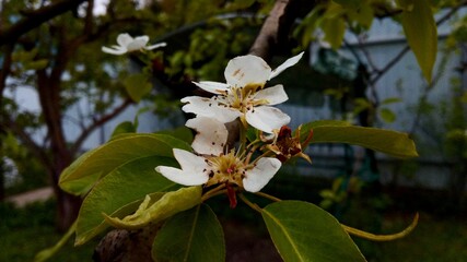 white orchid on green background