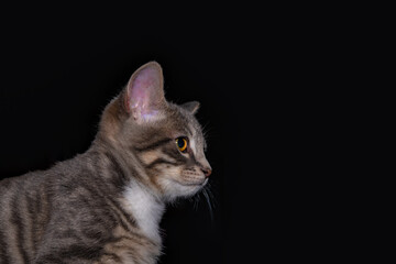 Cute furry tabby kitten Playfull