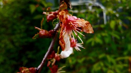 red and yellow flower