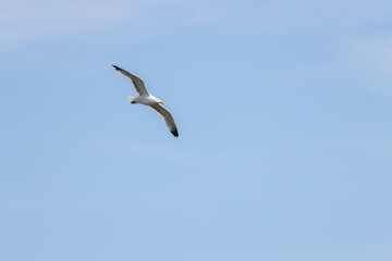 American Pelican