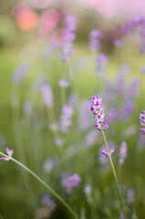 Gentle purple lavender flowers grow on the field outdoors for a bouquet
