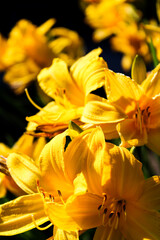 Fototapeta premium Artistic elegant macro closeup of the yellow garden lily flower.