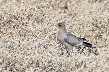 Southern pale chanting goshawk (Melierax canorus) on the ground in Etosha National Park, Namibia.