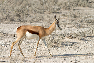 Lone springbok (Antidorcas marsupialis) walks to a waterhole in dry season in Etosha National Park, Namibia