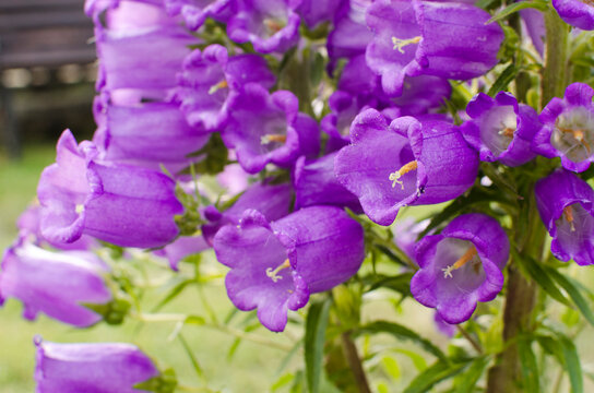 Campánula The name of the genus comes from the Latin word meaning "bell" and is associated with the shape of flowers.
