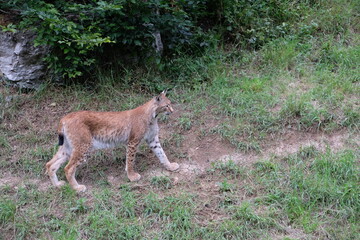 Beautiful red lynx