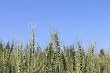 wheat field and blue sky