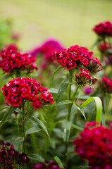 Colorful carnation flowers bloom outdoors to decorate flower beds