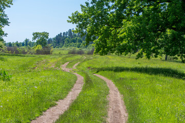 country road in a flowering spring meadow on a sunny day