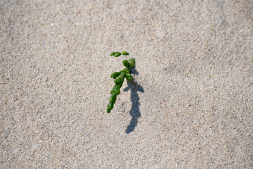 Plant grows lonely on the white beach of St. Peter Ording
