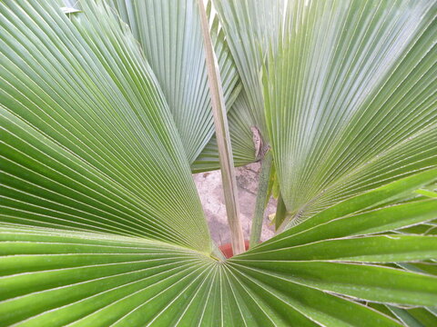 Big green color fan like leaf of Florida silver palm or Coccothrinax argentata plant