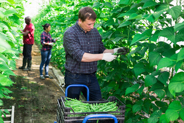 Farm worker gathering crop of bean in hothouse