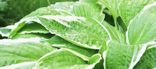 Green background. Variegated green leaves of hosts. Ecology concept. Selective focus.