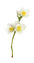Fototapeta na wymiar Jasmine (Philadelphus) flowers