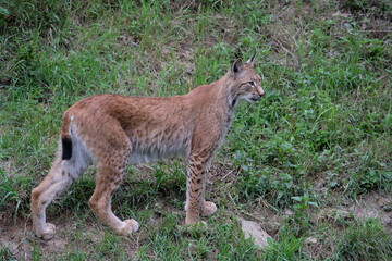 Beautiful red lynx