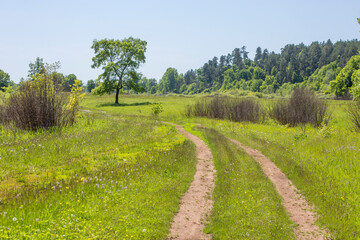 country road in a flowering spring meadow on a sunny day