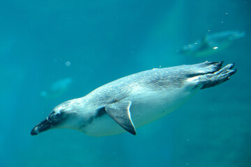 Obraz premium Penguin under water, Wroclaw ZOO
