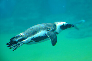 Obraz premium Penguin under water, Wroclaw ZOO
