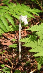 Indian Pipe (Monotropa uniflora) in Glacier National Park, Montana, a white wildflower lacking chlorophyll