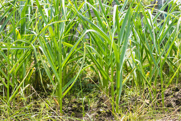 Garlic green plant on a bed with wild raw grass, organic vegetables growing in the garden