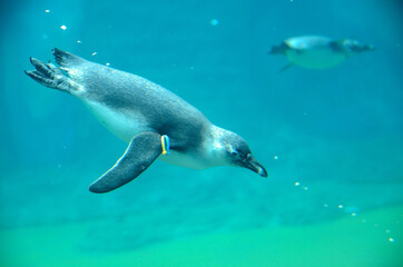 Obraz na płótnie Canvas Penguin under water, Wroclaw ZOO