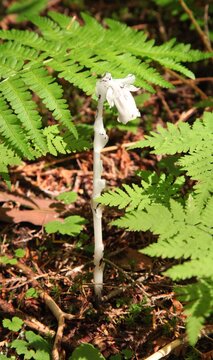 Indian Pipe (Monotropa uniflora) in Glacier National Park, Montana, a white wildflower lacking chlorophyll