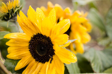 sunflowers grow outdoors in summer
