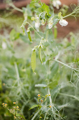 Green peas for healthy diet food and soup
