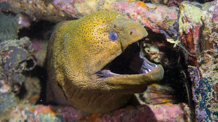 In the house of the eel you are not well received. Sipadan (Malaysia)