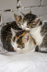 Funny little cat walking outdoors