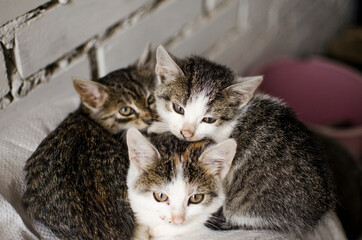 Funny little cat walking outdoors