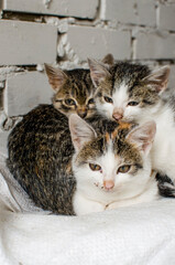 Funny little cat walking outdoors