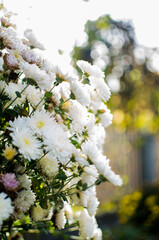 Autumn chrysanthemum flowers grow