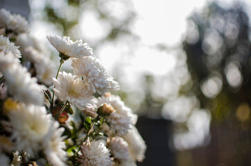 Autumn chrysanthemum flowers grow