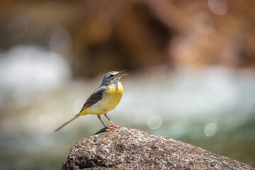 yellow wagtail / Motacilla flava on the rock in the river