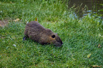 brown nutria on the bank near the river Glan in Germany