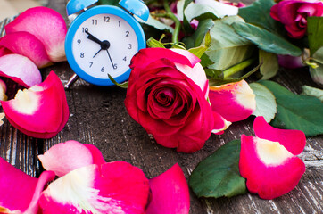 Beautiful fresh roses grow outdoors in the summer