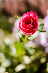 Beautiful fresh roses grow outdoors in the summer