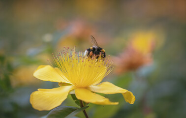 Bee on yellow st. john's wort flower (hypericum calycinum)