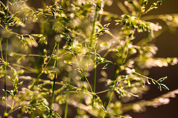 Deschampsia cespitosa, tufted hairgrass or tussock field wild grass movement under the wind in sunlight countryside meadow.