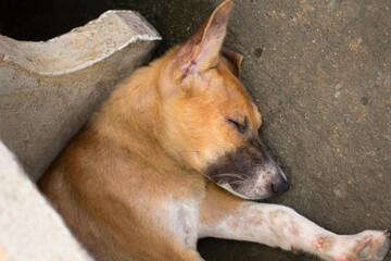 Baby dog sleeping under stone chair.