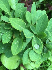 green leaves with water drops