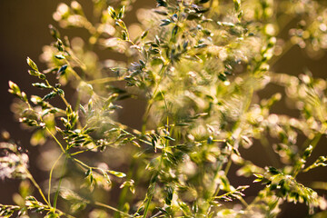 Deschampsia cespitosa, tufted hairgrass or tussock field wild grass movement under the wind in sunlight countryside meadow.