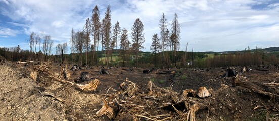 forest area after a big fire in the Gummersbach area