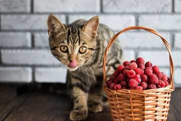 Ripe organic raspberries in a brown basket and a young tabby cat. © zhannaz