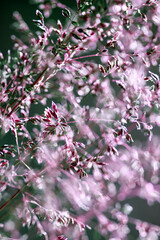 Deschampsia cespitosa, tufted hairgrass or tussock field wild grass movement under the wind in sunlight countryside meadow.