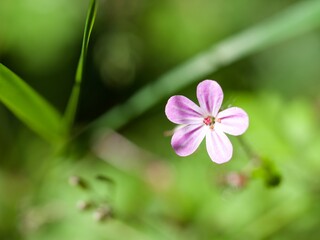 Pink Herb Robert wild flower growing in woodland